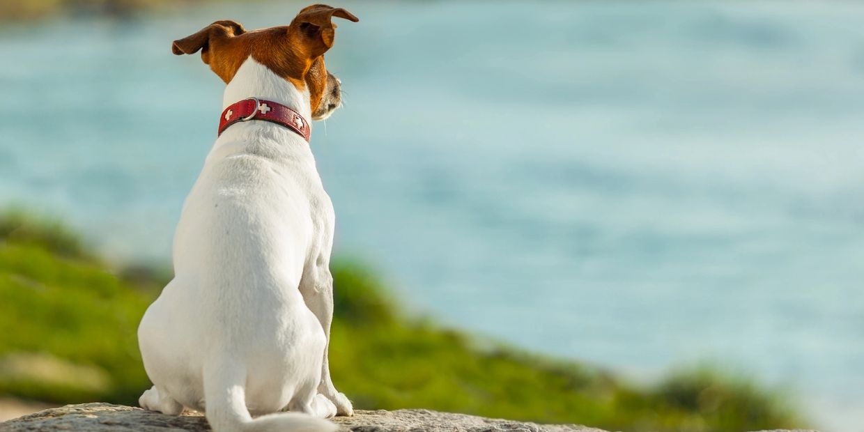A dog with a red collar gazes at a body of water from a rock.