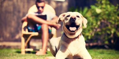 happy dog in a relaxed vacation setting