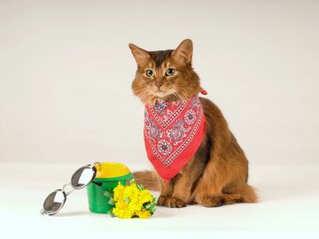 A brown cat with a red bandana sits next to sunglasses, a green-yellow cup, and yellow flowers.
