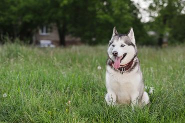 Behaviorist Dog Trainer Obedience Rescue Breeder Sport Husky Balanced Positive Force Free Management
