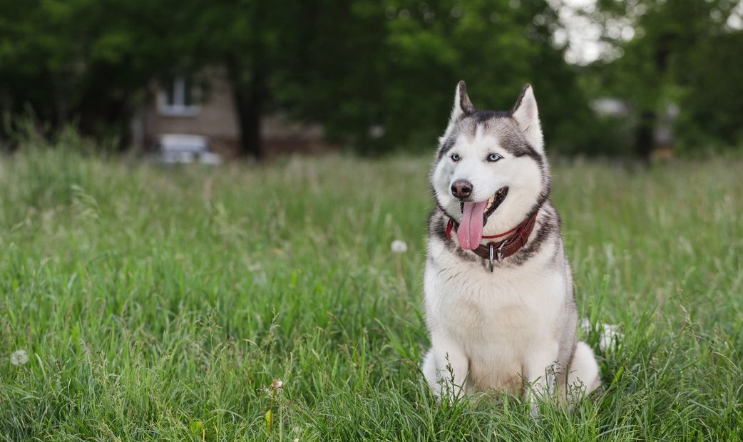 Malamute sitting calmly and relaxed