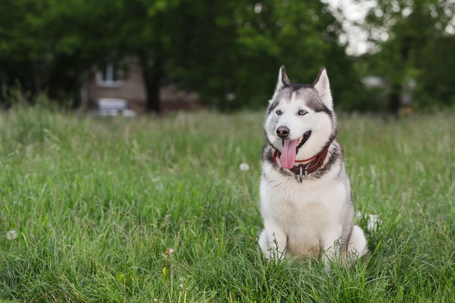 Dog enjoying the outdoor yards at DogTag in Superior, Colorado
