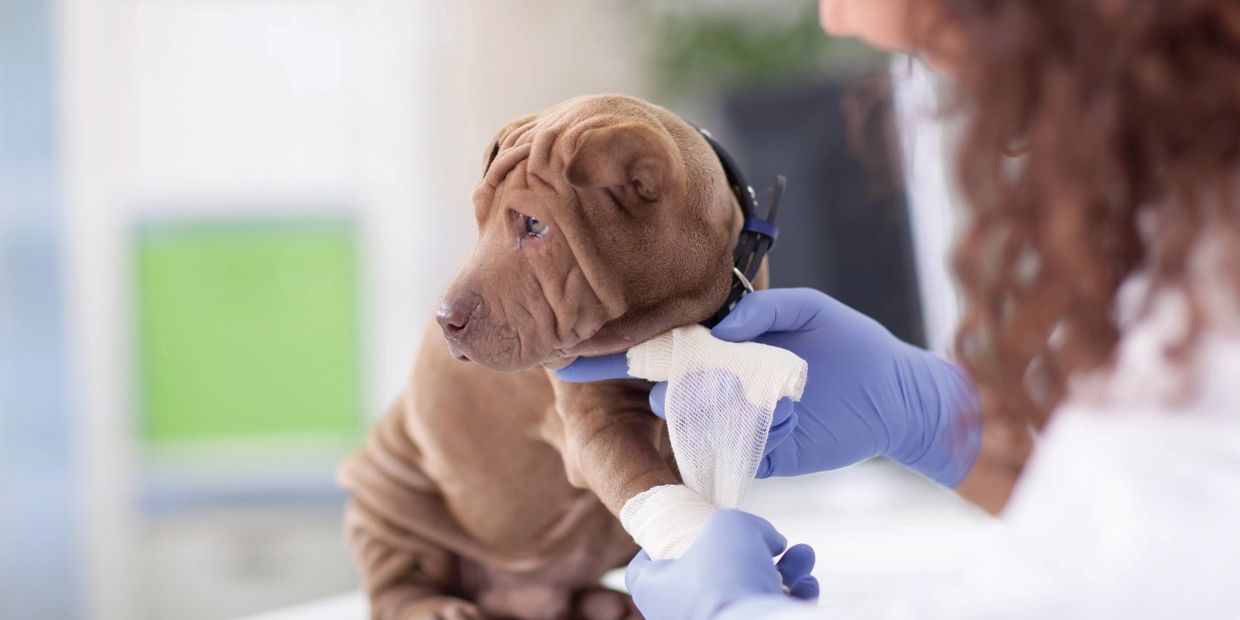 Veterinarian wrapping a bandage on a puppy's leg in a clinic.