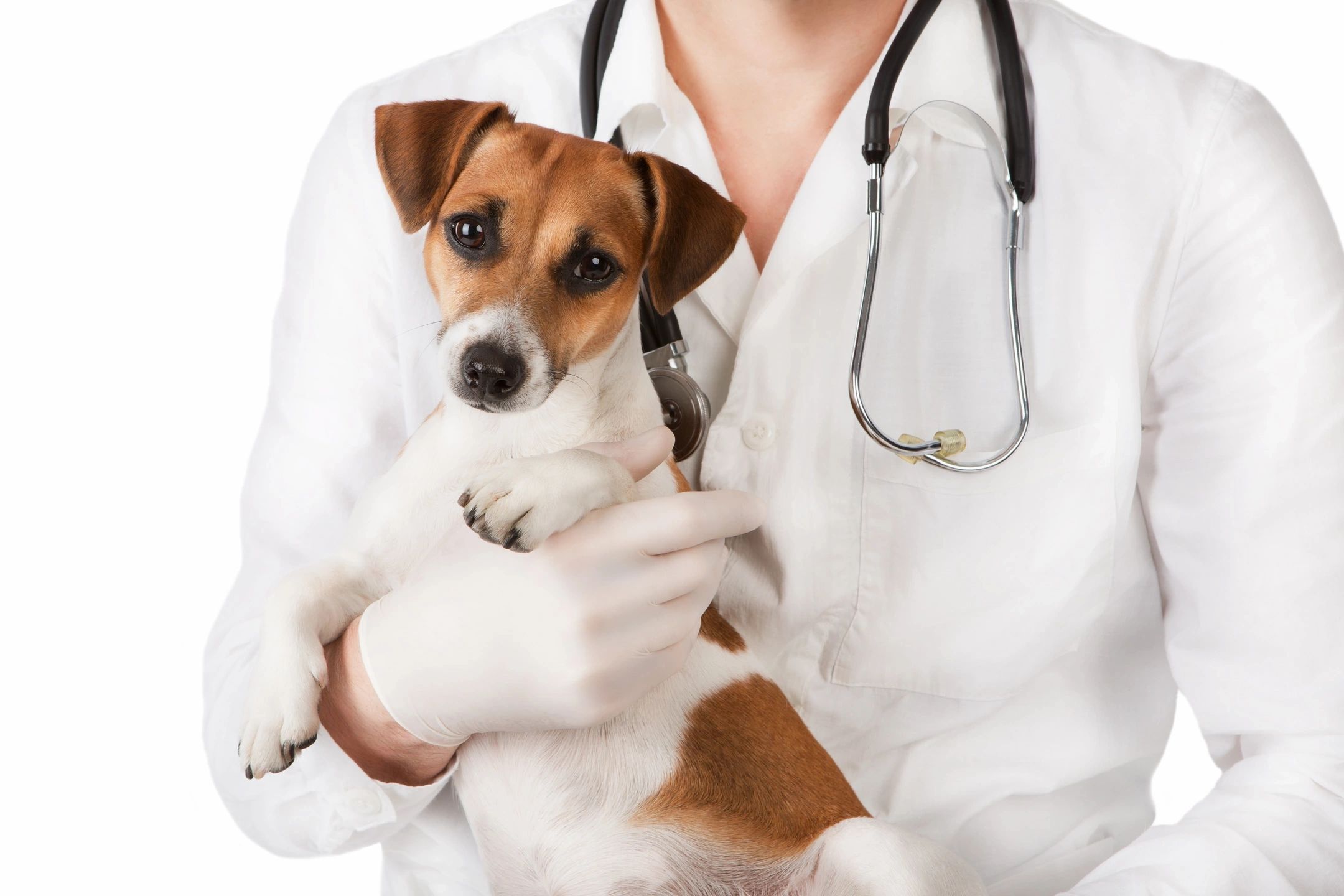 Veterinarian holding a small dog with a stethoscope around the neck.