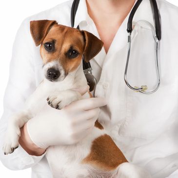 Veterinarian holding a puppy 