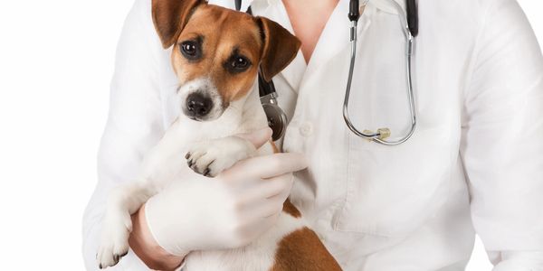 Jack Russel getting exam