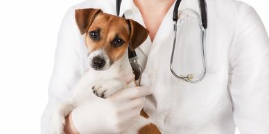 Low Cost Veterinary Care
Southside Veterinary Clinic - formerly Hutton Veterinary Clinic