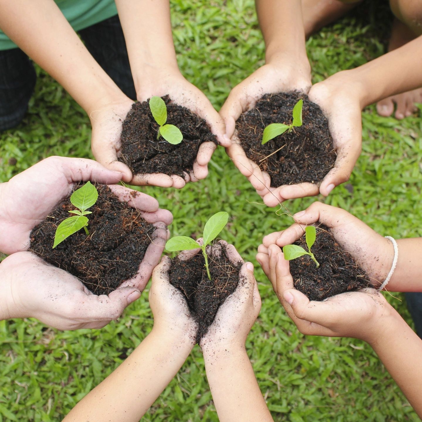 Five sets of hands holding dirt with small plants. 