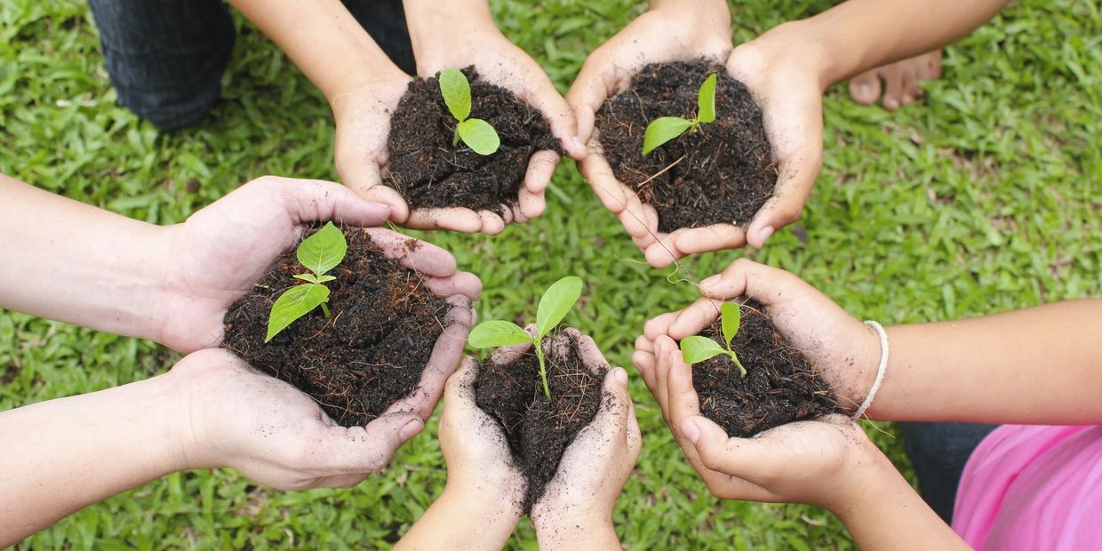 Small hands holding saplings.