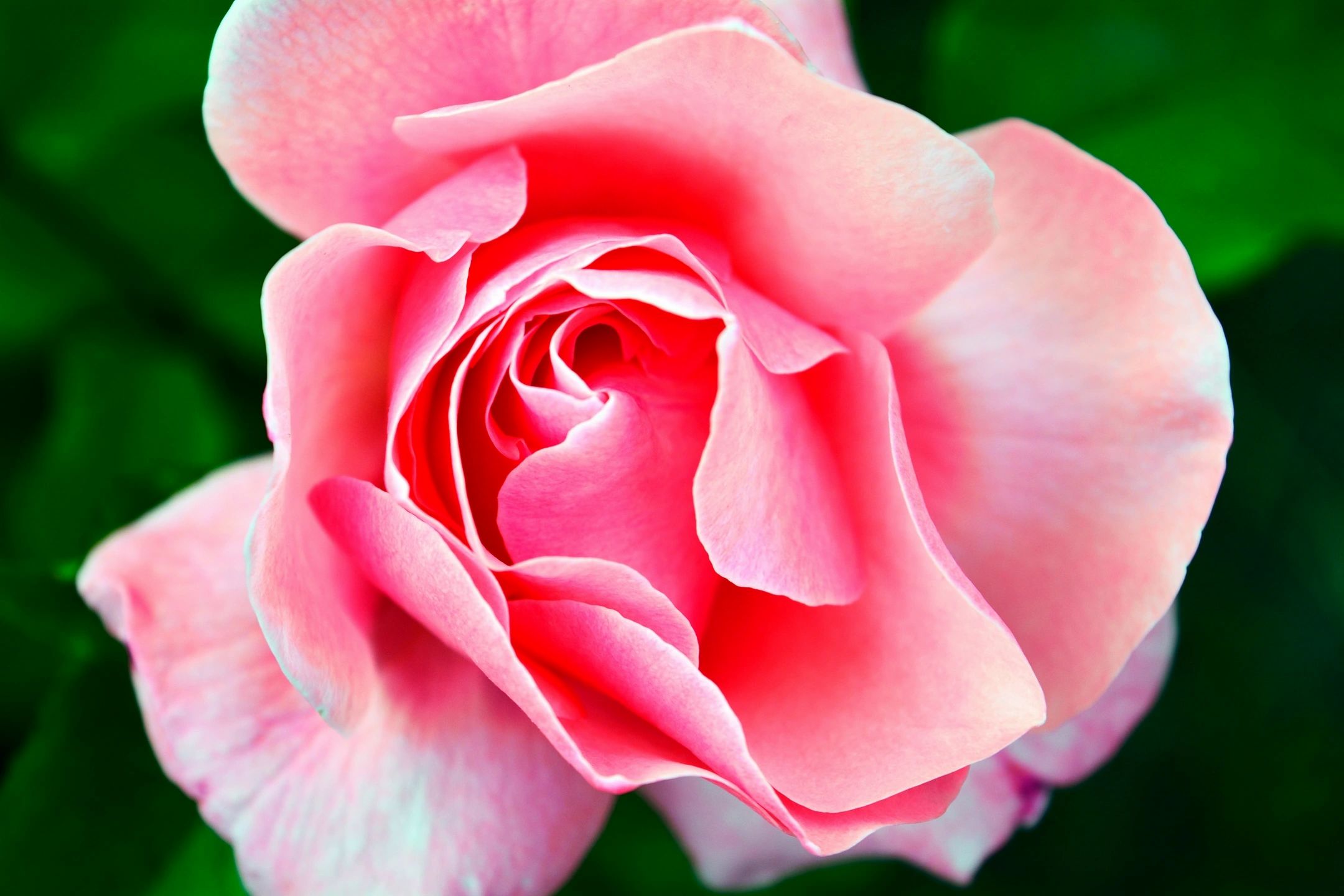 Ventura County Rose Society Roses Camarillo, California