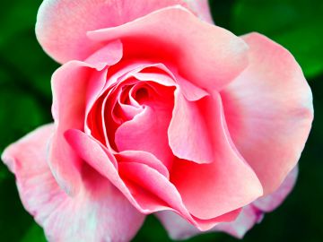 Close-up of a pink rose.