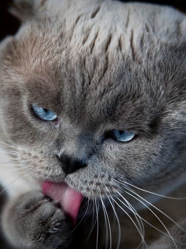 Close-up of a gray cat licking its paw with bright blue eyes.