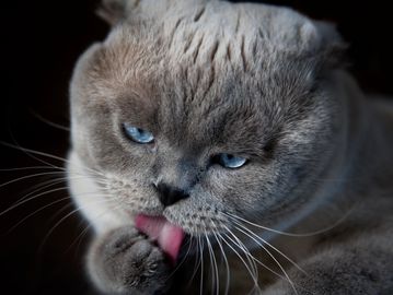 Grey Cat licking paws