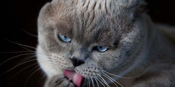 British shorthair cat grooming 