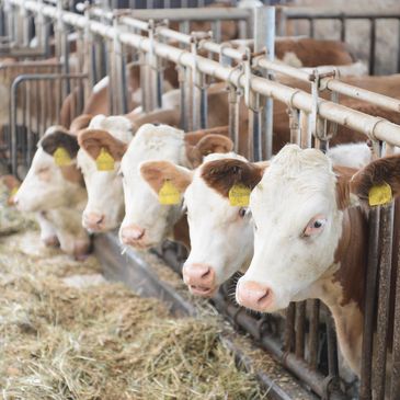 Cows eating hay in the barn