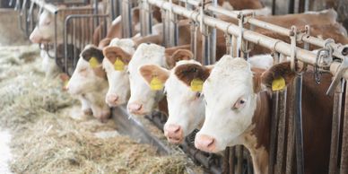 utah junior livestock beef cattle