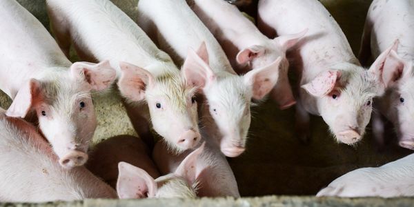 pig, hog, swine, pork, animal, livestock