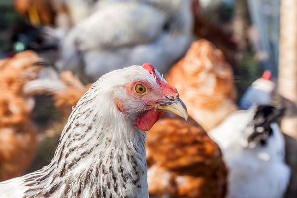 Healthy cage free chickens!