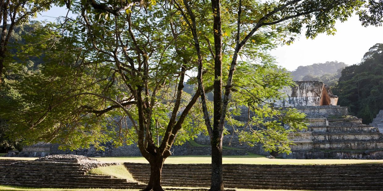 trees and rock formation 