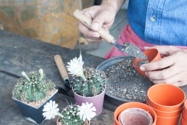 Person repotting a cactus with soil and pots nearby.