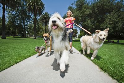 Woman walking dogs