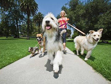 Group of dogs on a walk in a park