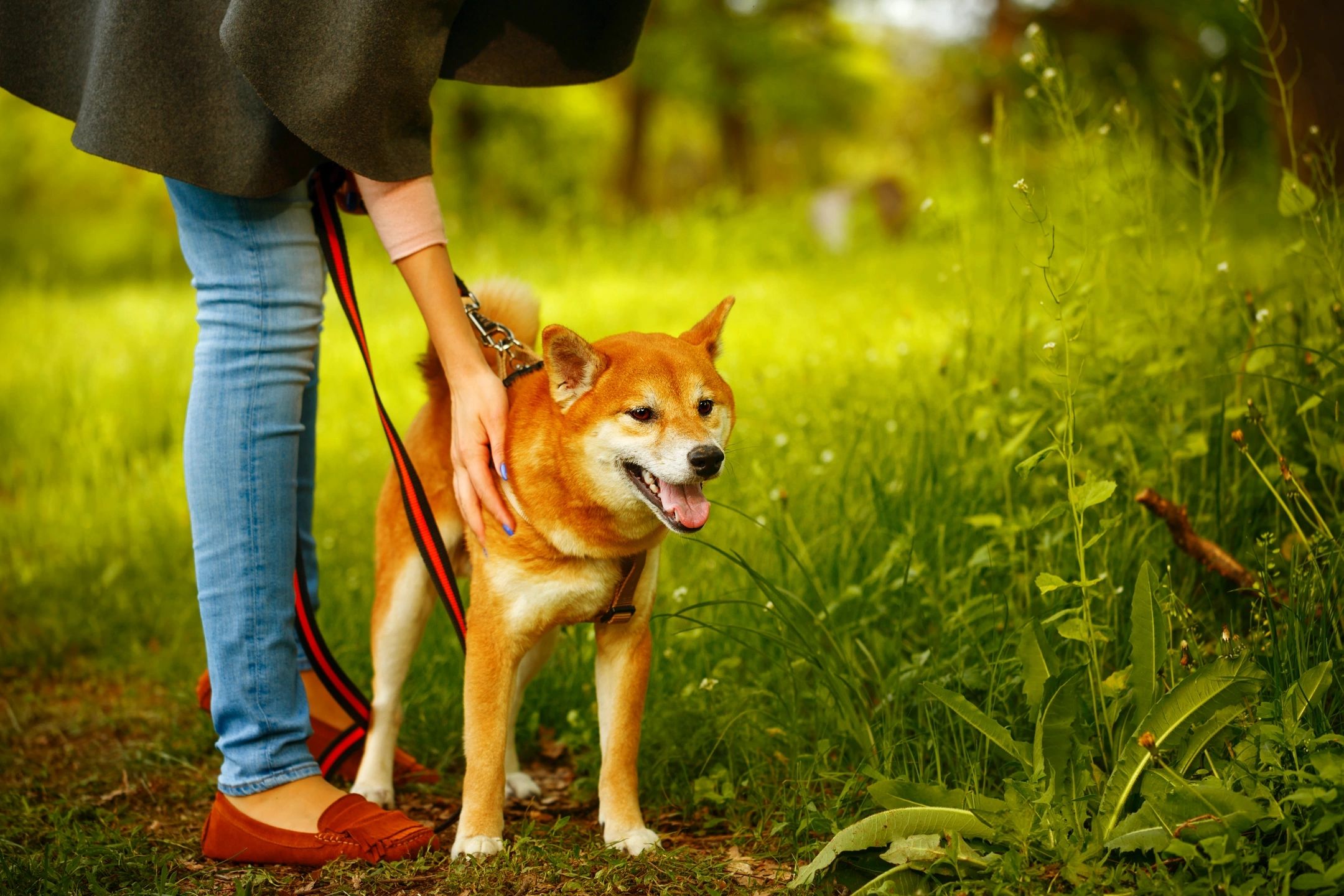 Dog being held on lead by their owner