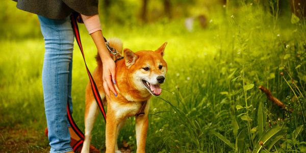 Akita Inu dog