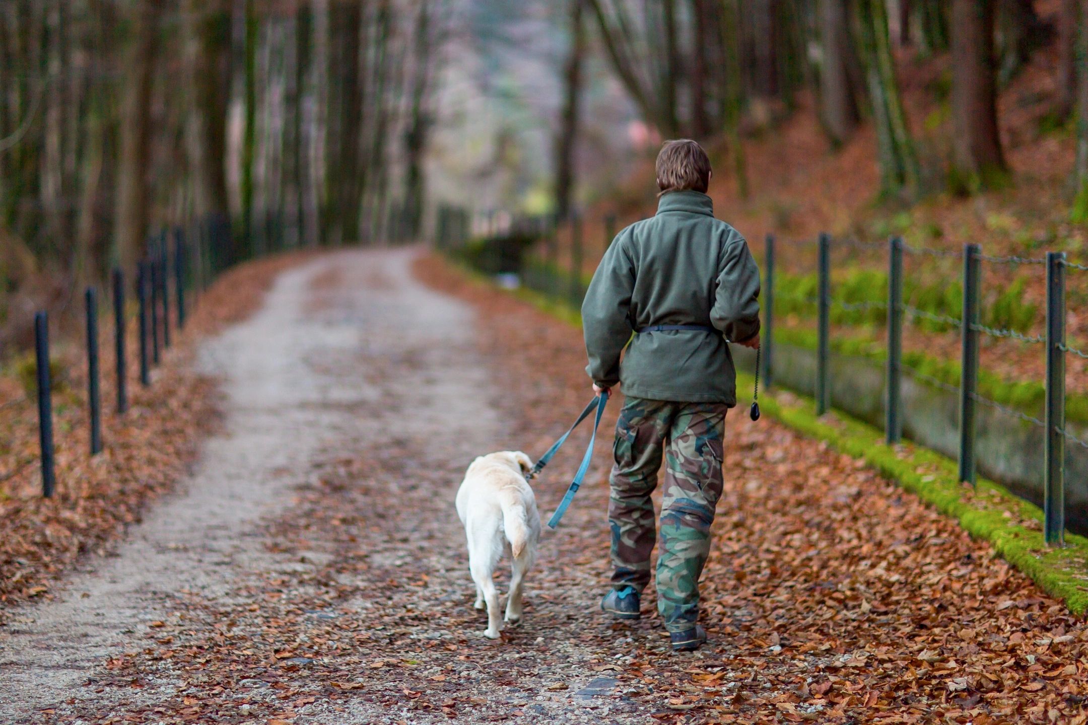 Did you go for a walk. Dog Walking. Go for a walk with Dog. Go for a walk in the Park.