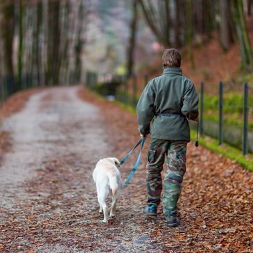 Dog and owner walking calmly side by side. Lifeskills