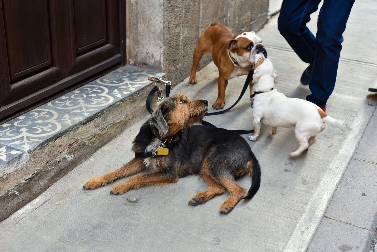 How to pick the right dog walker