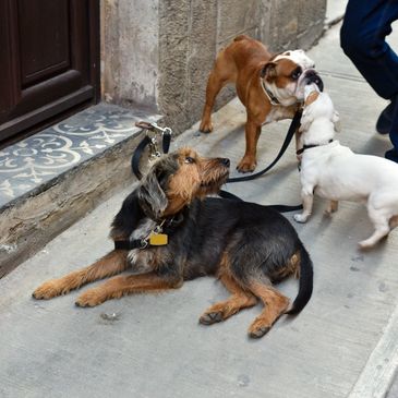 Group of dogs socializing while on leashes