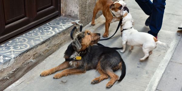 three dogs hanging out calmly together. 