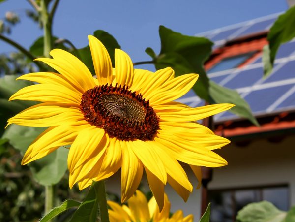 Bright sunflower in full bloom with solar panels on a house roof in the background.