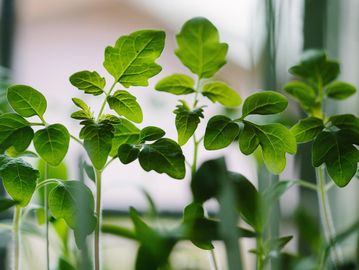 Close-up of vibrant green plant leaves in natural light.