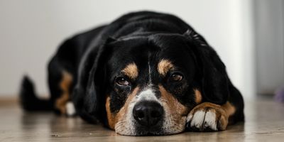 A black and brown dog lying on the floor looking relaxed.