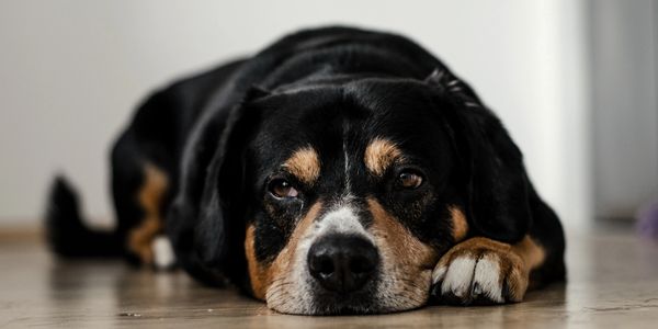 Puppy resting after a long day at day care