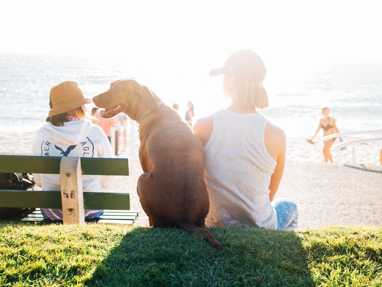 dog and woman sitting watching the waves