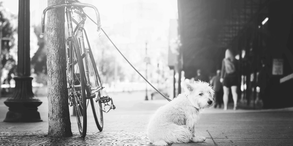 WHITE DOG TIED TO BIKE LEANING AGAINST A TREE