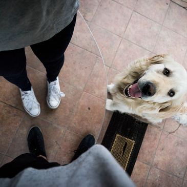 Family dog training. Obedience training that includes manners for dogs and puppies of all ages.