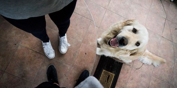 Golden Retriever looking up at his owners