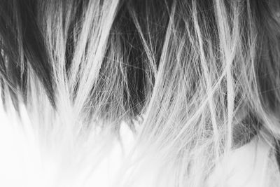Close-up black and white photo of strands of hair.