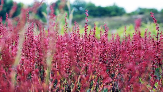 Field of vibrant pink flowers.
