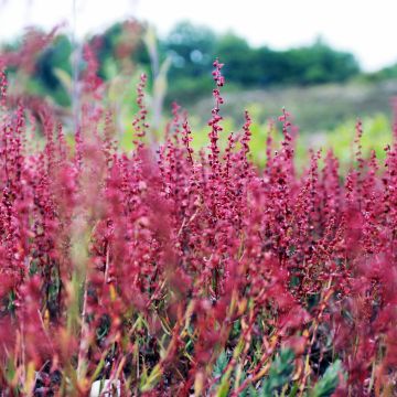 Close-up of vibrant red flowers in a natural setting.