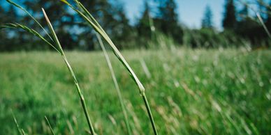 California native grass