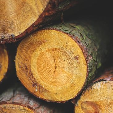 Best safe tree removal near me. Affordable Tree removal in Omaha. Pro Bennington tree removal