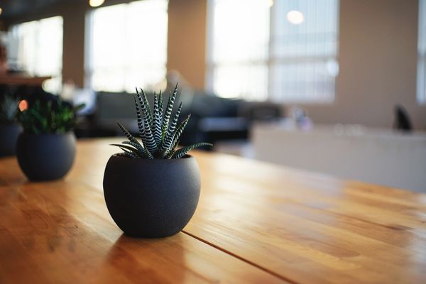 Succulent plant in a black pot on a wooden table with blurred background.
