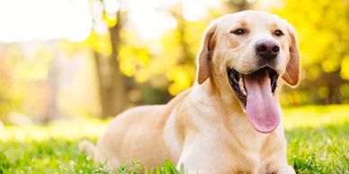 Labrador blond
