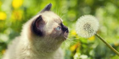 A kitten curiously sniffing a dandelion puff in a green garden.