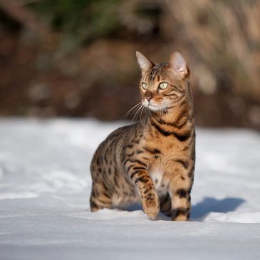 A Bengal cat standing on snow.